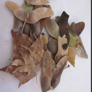 要买好的元宝枫种子就到沭阳翼添苗木场苗木种子批发