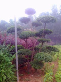 鄢陵小叶女贞造型树 造型树价格  风景树  景观树