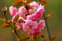 速生樱花基地 日本樱花价格 鄢陵樱花