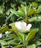 鄢陵广玉兰  广玉兰基地价格